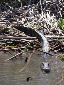 Un alligator à la Nouvelle-Orléans